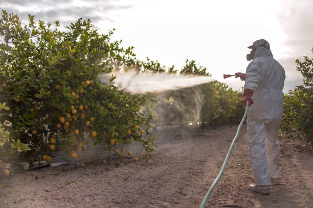 Best Local Pest Control Services  in Langley Park, MD