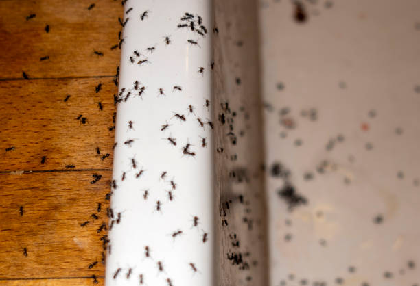 Best Pest Control Near Me  in Langley Park, MD