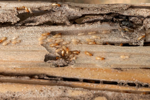 Best Affordable Pest Control Services  in Langley Park, MD